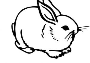 Coloriage De Lapin Calin Coloriage De Lapin Calin Ohbqfo