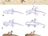 Coloriage De Lezard A Imprimer 108 Meilleures Images Du Tableau Dessins D Animaux