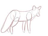 Coloriage De Lezard A Imprimer Dessin Renard Facile Etape Par Etape