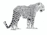 Coloriage De Panthere Noire A Imprimer Cheetah 2 Animals – Printable Coloring Pages