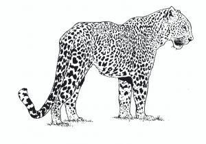 Coloriage De Panthere Noire A Imprimer Cheetah 2 Animals – Printable Coloring Pages