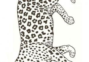 Coloriage De Panthere Noire A Imprimer Imprime Le Dessin à Colorier De Léopard
