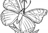 Coloriage De Papillon Sur Une Fleur Best 154 Coloriage De Papillons Et Autres Insectes Ideas On