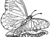 Coloriage De Papillon Sur Une Fleur Best 154 Coloriage De Papillons Et Autres Insectes Ideas On