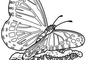 Coloriage De Papillon Sur Une Fleur Best 154 Coloriage De Papillons Et Autres Insectes Ideas On
