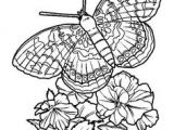 Coloriage De Papillon Sur Une Fleur butterfly Coloring Page
