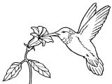 Coloriage De Petit Oiseau Coloriage Oiseau Exotique