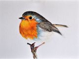 Coloriage De Petit Oiseau Dessin original Illustration D Oiseau Coloré Au Crayon