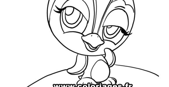 Coloriage De Petshop à Imprimer 116 Dessins De Coloriage Pingouin   Imprimer