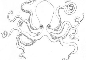 Coloriage De Pieuvre Gratuit Pieuvre 8 Animaux – Coloriages   Imprimer