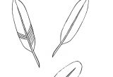 Coloriage De Plume D Oiseau Des Plumes Exercice De Tracé à Imprimer