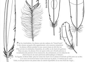 Coloriage De Plume D Oiseau Différentes Plumes D Oiseaux à Colorier