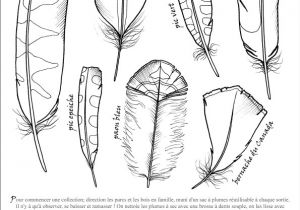 Coloriage De Plume D Oiseau Oiseau Legende Plumes2 Plumes