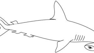Coloriage De Requin Marteau Coloriage   Imprimer Un Requin Marteau Turbulus Jeux Pour Enfants