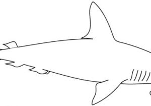 Coloriage De Requin Marteau Coloriage   Imprimer Un Requin Marteau Turbulus Jeux Pour Enfants