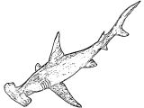 Coloriage De Requin Marteau Coloriage Requin Marteau 1 Poissons Animaux Dessinscoloriages