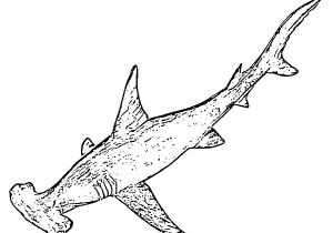Coloriage De Requin Marteau Coloriage Requin Marteau 1 Poissons Animaux Dessinscoloriages