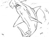 Coloriage De Requin Marteau Coloriage Requin Marteau En Ligne Gratuit   Imprimer