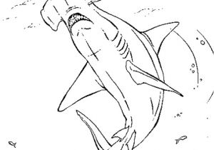 Coloriage De Requin Marteau Coloriage Requin Marteau En Ligne Gratuit   Imprimer