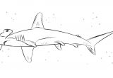 Coloriage De Requin Marteau Coloriage Requin Marteau