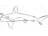 Coloriage De Requin Marteau Coloriage Requin Marteau