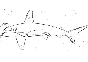 Coloriage De Requin Marteau Coloriage Requin Marteau