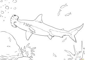 Coloriage De Requin Marteau Dessin De Requin Blanc Fantastique Image Coloriage Grand Requin