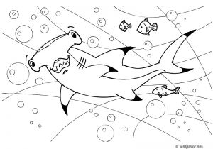 Coloriage De Requin Marteau Requin Marteau Coloriage Animaux Gratuit Sur Webjunior