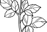 Coloriage De Roses A Imprimer Coloriage Une Rose Dory Coloriages