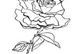 Coloriage De Roses A Imprimer Coloriages De Fleurs