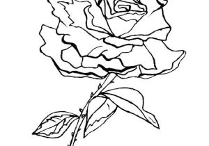 Coloriage De Roses A Imprimer Coloriages De Fleurs