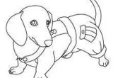 Coloriage De Terre Neuve Les 14 Meilleures Images De Chien