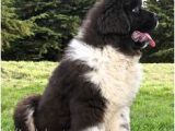 Coloriage De Terre Neuve Newfie