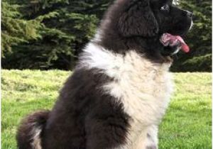 Coloriage De Terre Neuve Newfie