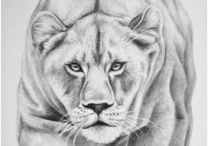 Coloriage De Tete De Tigre Lioness with Crown Tattoo Google Search