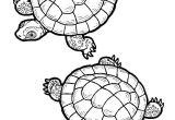 Coloriage De tortue Gratuit Coloriage tortue De Terre