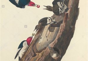 Coloriage De Woody Woodpecker Woodpecker Graphics Stockfotos & Woodpecker Graphics Bilder