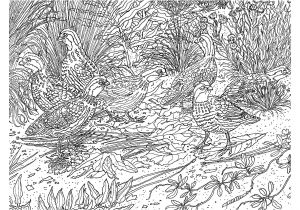 Coloriage Difficile A Imprimer Belle Coloriages Difficiles A Imprimer