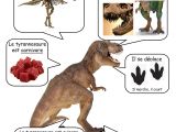 Coloriage Dinosaure Carnivore Fiche T Rex … Dinosaurios Pinterest