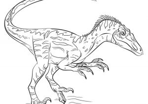 Coloriage Dinosaure Velociraptor Velociraptor Coloring Pages