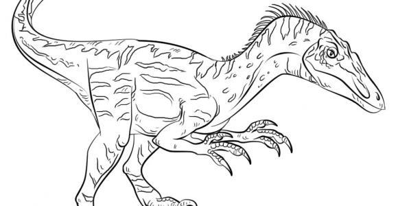 Coloriage Dinosaure Velociraptor Velociraptor Coloring Pages