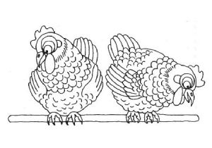 Coloriage En Haut En Bas Poules Regardent En Bas Coloriage Poules Regardent En