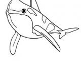 Coloriage En Ligne orque 68 Best Coloriages Animaux Marins Images On Pinterest