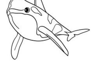 Coloriage En Ligne orque 68 Best Coloriages Animaux Marins Images On Pinterest