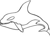 Coloriage En Ligne orque Coloriage orque Et Dauphin 1001 Animaux Coloriage orque Et Dauphin