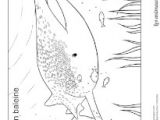 Coloriage Festin De Requin Coloriage Requin Sur Hugolescargot