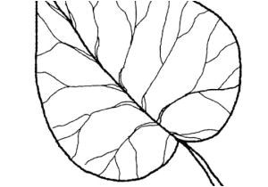 Coloriage Feuille D Automne à Imprimer Coloriage De Feuilles D Automne Afficher L Image D origine Projets