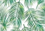 Coloriage Feuille De Palmier Dessin Feuillage Vector Illustration De Palmier Feuille Verte