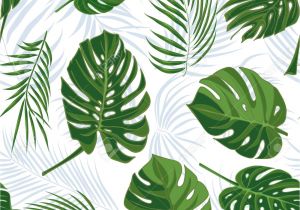Coloriage Feuille De Palmier Mod¨le Tropical Dessiné Main Transparente Avec Des Feuilles De
