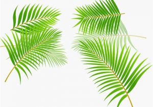 Coloriage Feuille De Palmier Peint   La Main Des Feuilles De Palmier De Dessins Animés Dessin